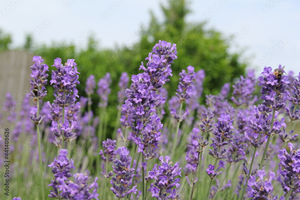 Naklejka premium a row purple lavender flowers and a green and blue background in springtime
