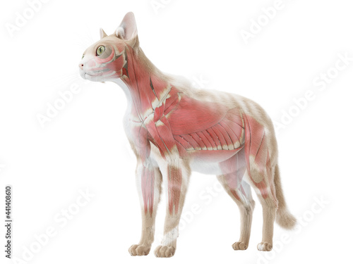Slika na platnu 3d rendered illustration of the cat anatomy - the muscle system