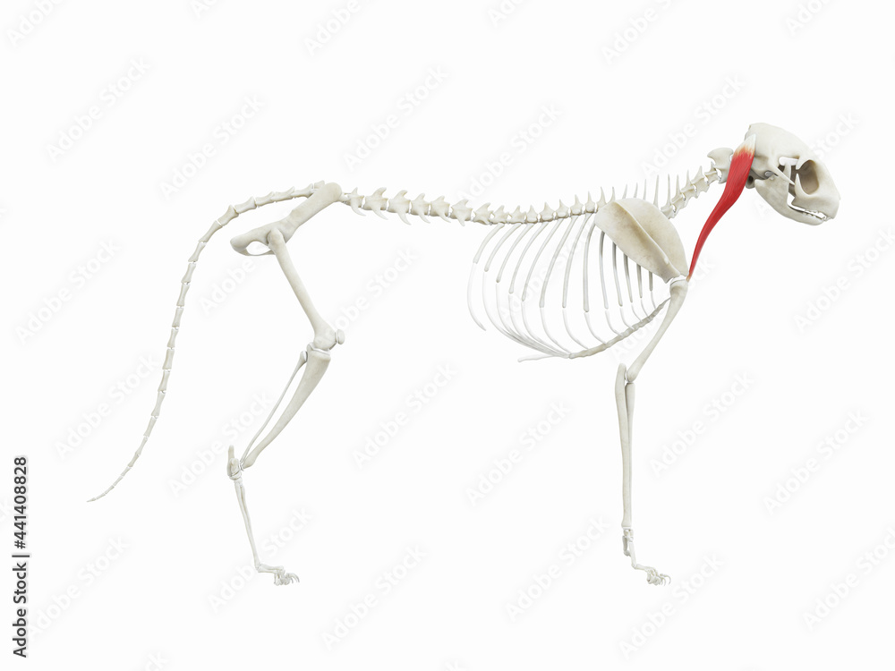 3d rendered illustration of the cats muscle anatomy - sternocephalicus 3d rendered illustration of the cats muscle anatomy - sternocephalicus