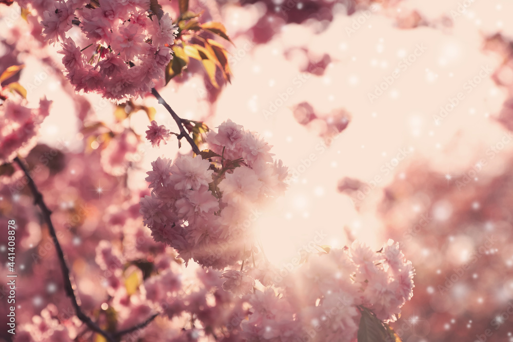 Beautiful blooming sakura outdoors on sunny spring day