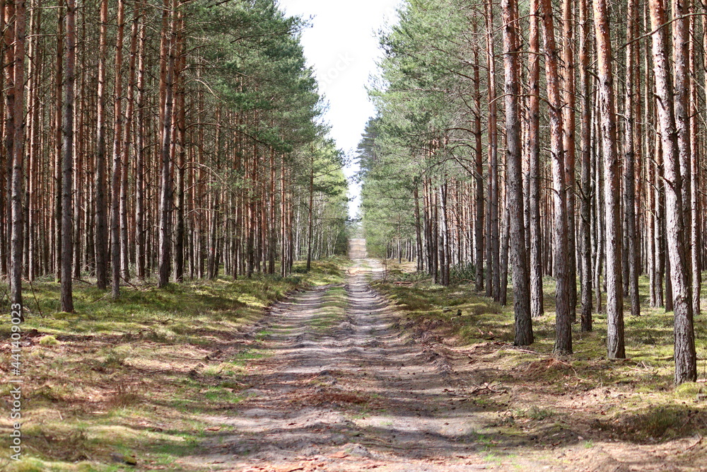 communication road in the middle of the forest communication road in the middle of the forest