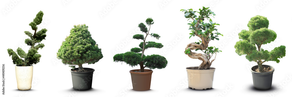 Set with different beautiful bonsai trees on white background. Banner design Set with different beautiful bonsai trees on white background. Banner design