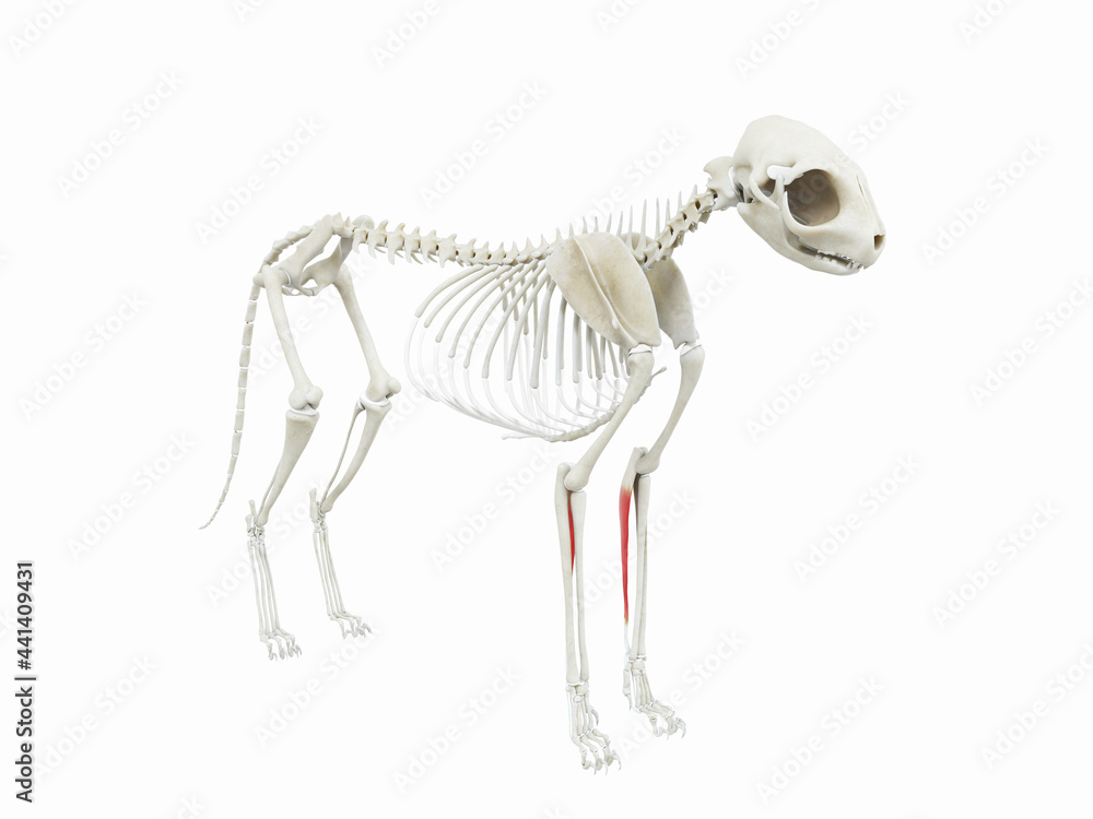 3d rendered illustration of the cats muscle anatomy flexor digitorum