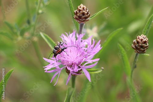Flockenblume mit Käfer