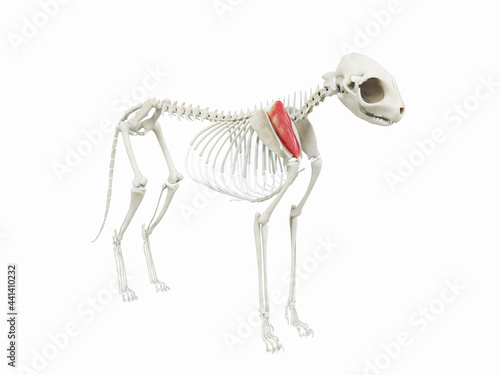 3d rendered illustration of the cats muscle anatomy - supraspinatus