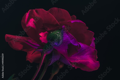 Beautiful young fresh roses. Black background. Close up of a one of red rosesin. photo