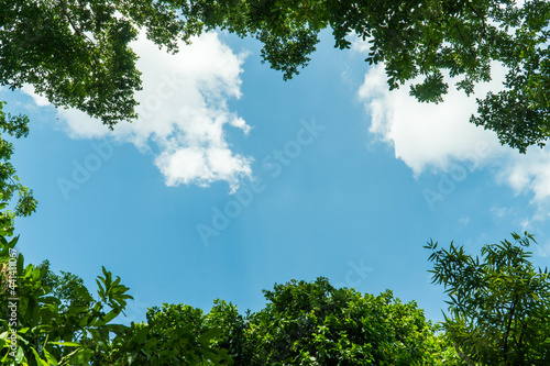 Frame green tree branches against the blue sky. Natural nature trees and blue sky. Copy space for text. Tree branch.