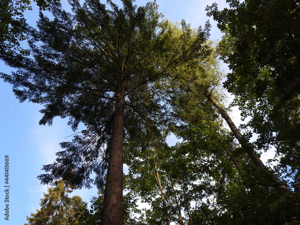 Obraz premium the forest