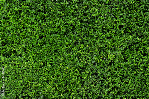Green leaf wall texture for backdrop design and eco wall and die-cut for artwork. green ivy leaves background. copy space for text.