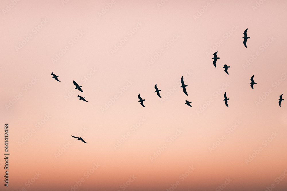 Silueta de grupo de pájaros volando en el claro cielo del atardecer - obrazy, fototapety, plakaty 