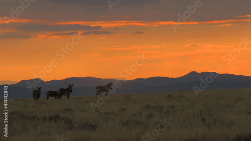 Mountain zebra at dawn