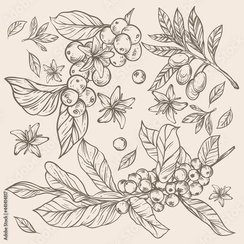 coffee bean and flower rustic sketch