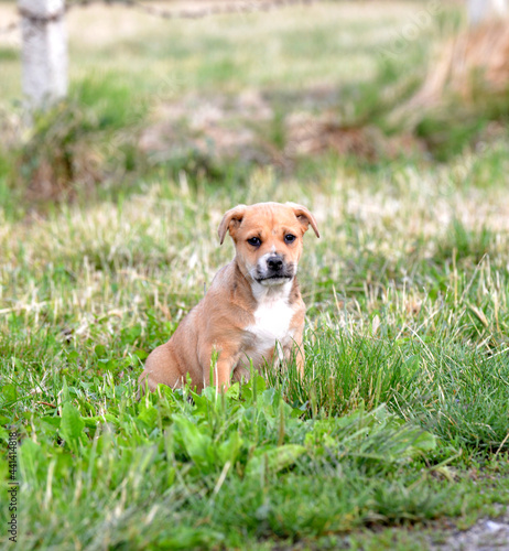 Cute brown mixed breed puppy of an amstaff mother