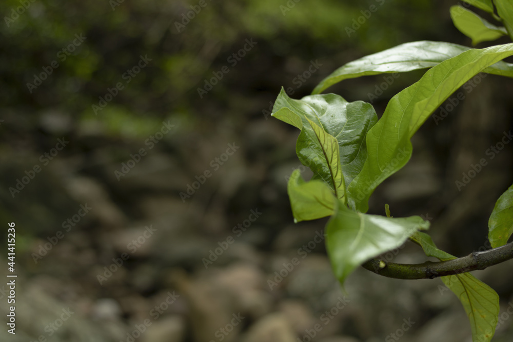 Ταπετσαρία Closeup shot of Physalis angulata erect, herbaceous, annual plant belonging to t