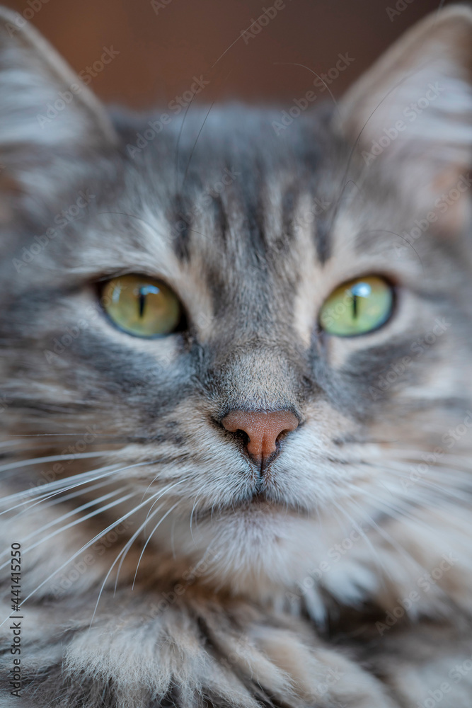 background with face of gray tabby cat