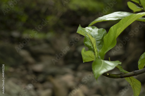 Tableau sur toile Closeup shot of Physalis angulata erect, herbaceous, annual plant belonging to t