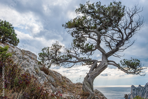 Crimean bonsai - Pallas pine (Crimean pine) against the backdrop of the mountains and the Black Sea