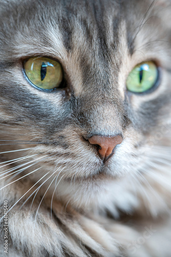 background with face of gray tabby cat