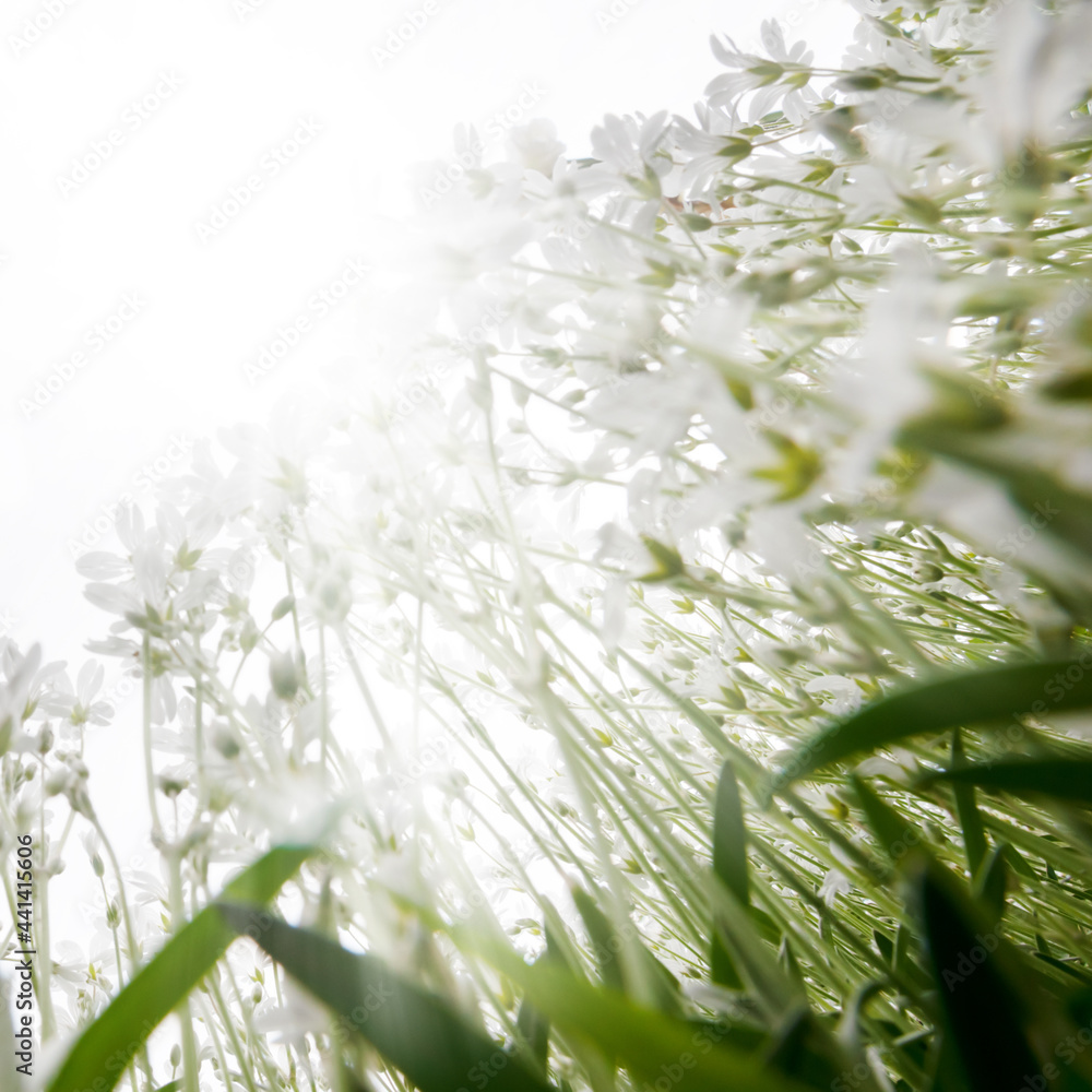 beautiful white flowers in a flower bed, bottom view of the sky beautiful white flowers in a flower bed, bottom view of the sky