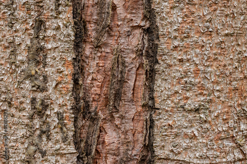 Spruce Tree Bark photo