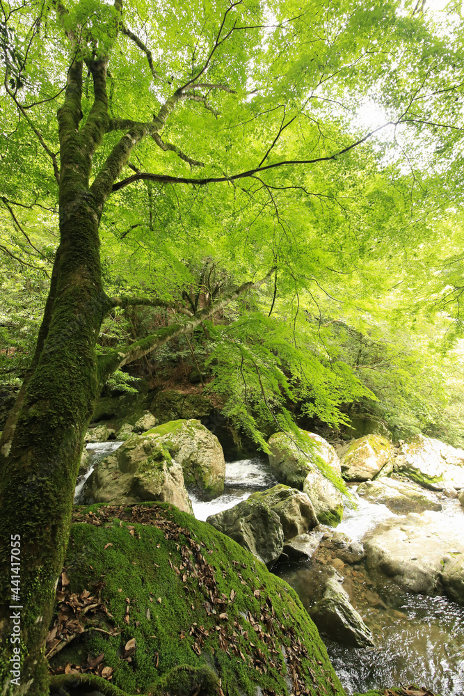 徳島県海陽町 轟九十九滝 遊歩道からの風景 徳島県海陽町 轟九十九滝 遊歩道からの風景
