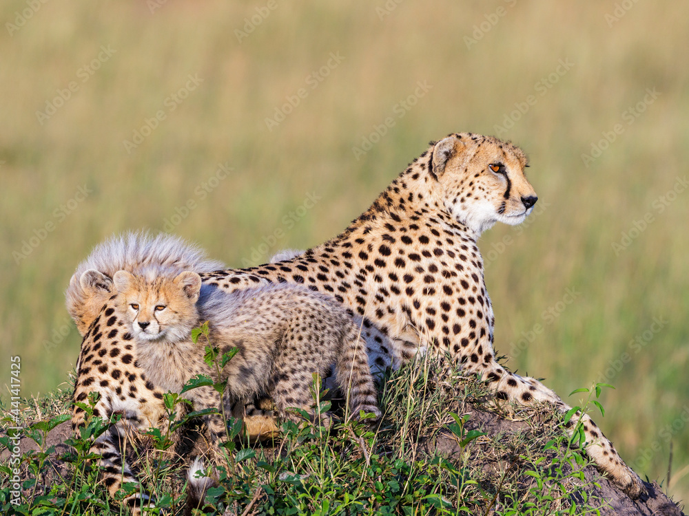Fototapeta premium Cheetah cubs with their mother resting in the grass