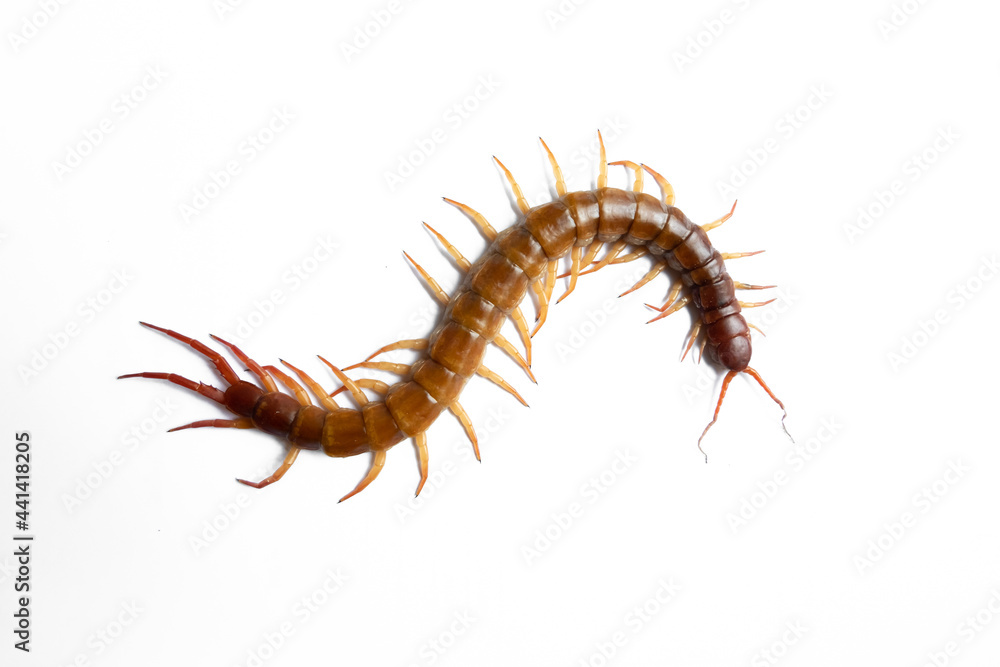 Centipede isolated on white background. Centipede isolated on white background.