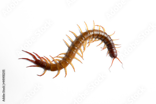 Centipede isolated on white background.