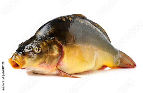 Fototapeta Naklejka Na Ścianę i Meble -  Raw fish carp on white background 
