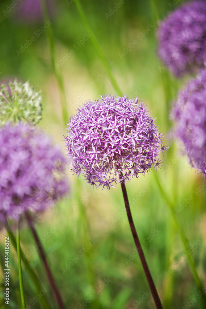 allium flower allium flower