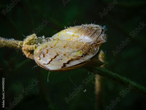 Zebra mussel on stoneworts (Dreissena polymorpha)