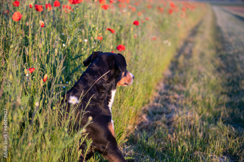 Dog Looking Away in the fresh poppies field - Appenzeller Sennenhund