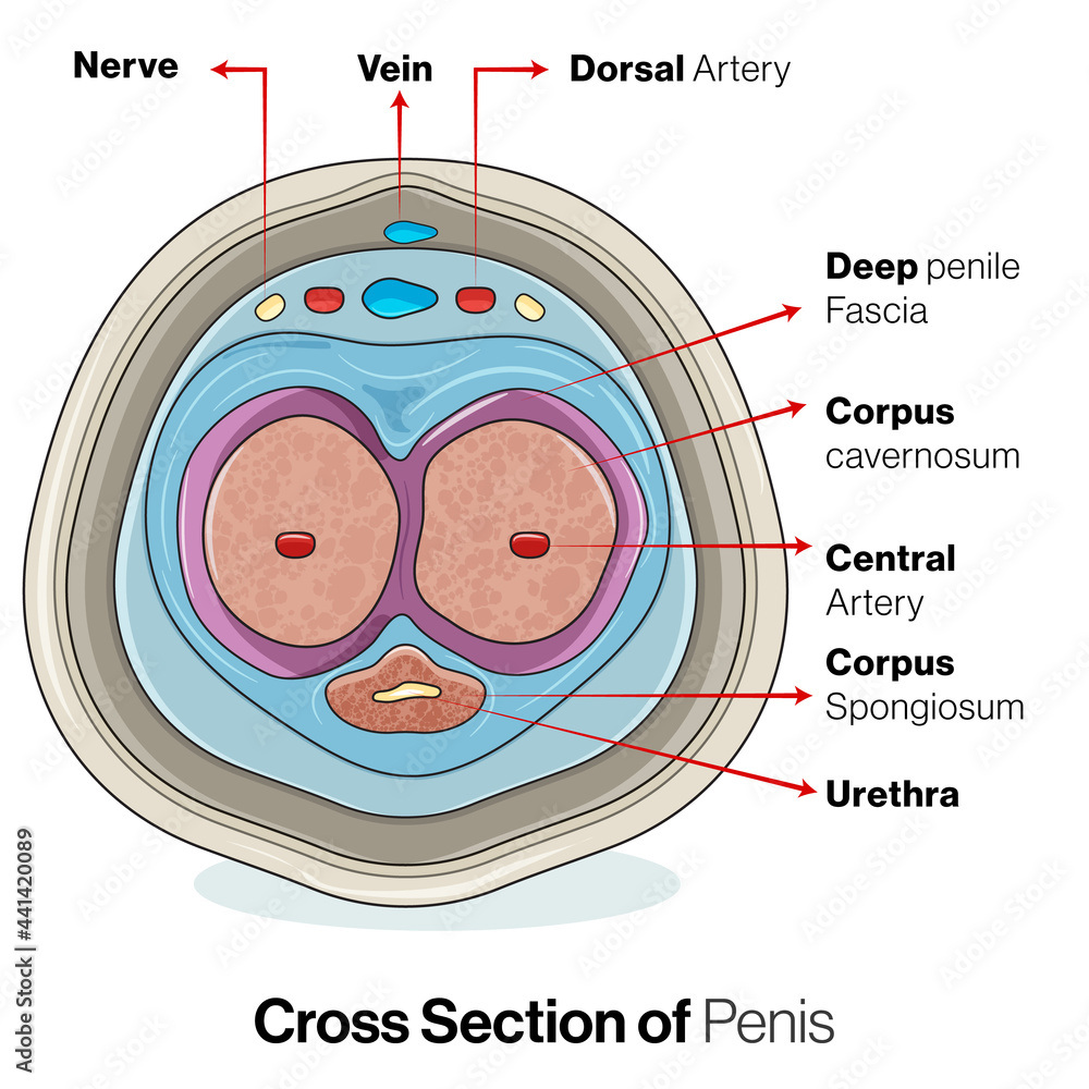 Vetor De Cross Section Structure Of Penis Detailed Vector Illustration 
