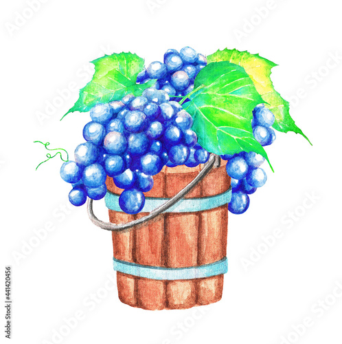A bucket of grapes. Watercolor. Watercolor