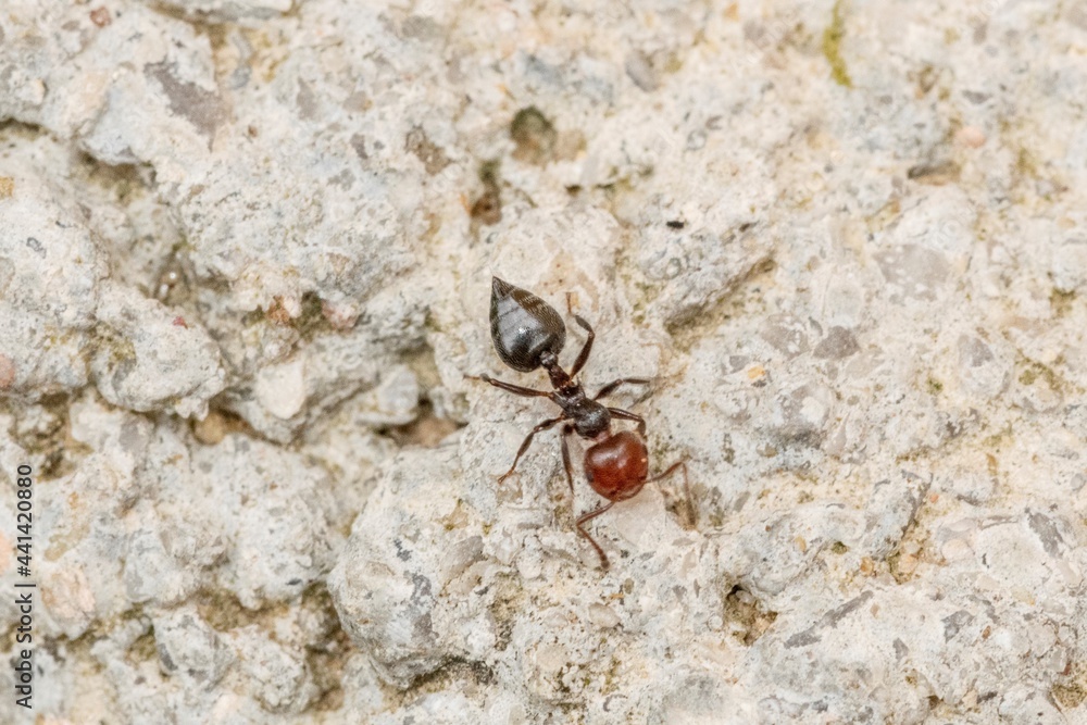 Ant in the foreground on the wall of a wall Ant in the foreground on the wall of a wall