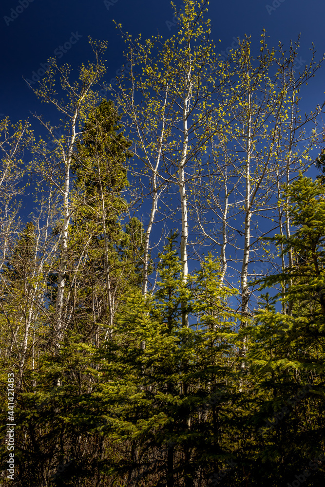 Fototapeta premium Trees and trails Red Lodge PP Alberta Canada