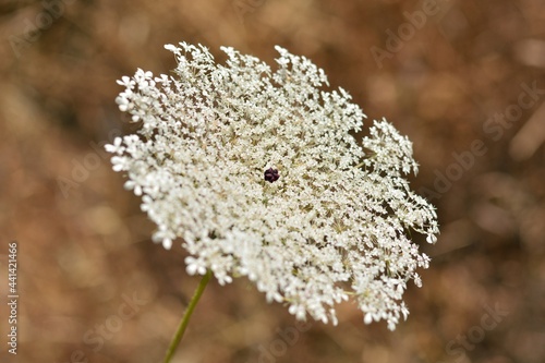 Flores de zanahoria silvestre, Daucus carota photo