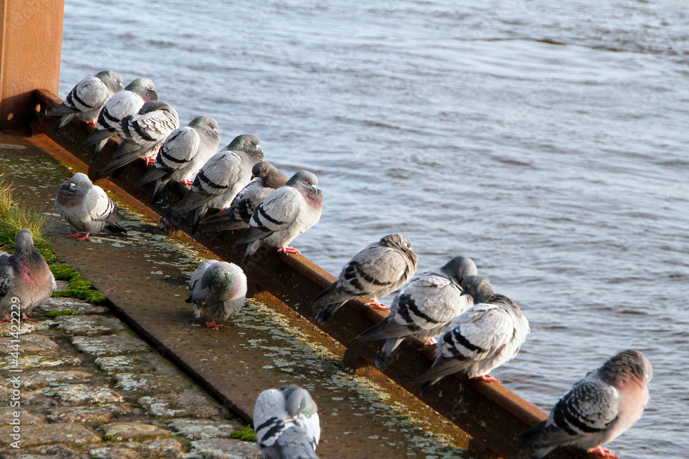 Obraz premium Taube, Stadttaube, Wildtaube, Vegesack, HS Bremen, Deutschland, Europa -- Pigeon, City pigeon, Wild pigeon, Vegesack, HS Bremen, Germany, Europe