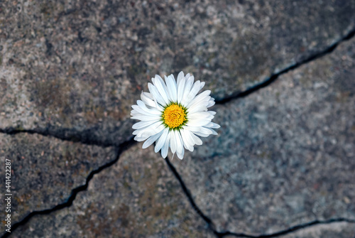 Photo White daisy flower in the crack of an old stone slab - the concept of rebirth, f