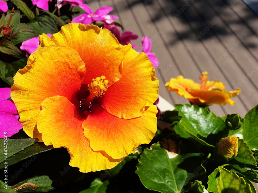 Yellow Hibiscus flower growing near a wooden walkway. Yellow Hibiscus flower growing near a wooden walkway.