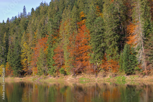 Picturesque lake in the autumn forest. Gorgeous scenery with a mirror reflection of a spruce forest on the water surface. Mountain Lake Synevyr in Carpathian, Ukraine. Zakarpattia.