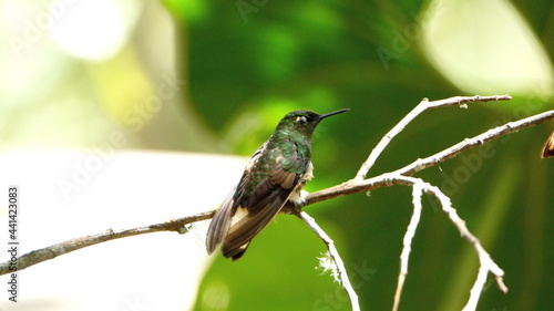 Buff-tailed coronet (Boissonneaua flavescens) hummingbird perched in a tree at Guango Lodge near Baeza, Ecuador photo