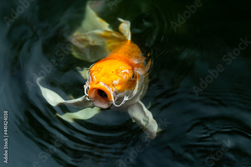 Fancy carp swimming in a pond. Fancy Carps Fish or Koi Swim in Pond, Movement of Swimming and Space.