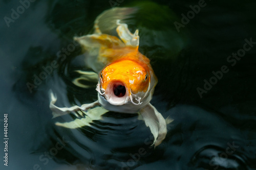 Fancy carp swimming in a pond. Fancy Carps Fish or Koi Swim in Pond, Movement of Swimming and Space.