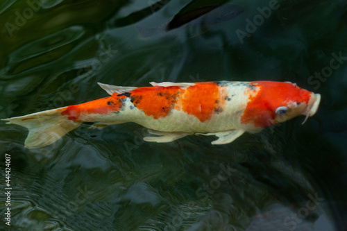 Fancy carp swimming in a pond. Fancy Carps Fish or Koi Swim in Pond, Movement of Swimming and Space.
