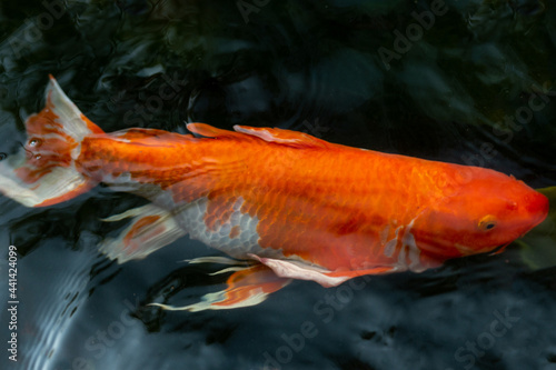 Fancy carp swimming in a pond. Fancy Carps Fish or Koi Swim in Pond, Movement of Swimming and Space.