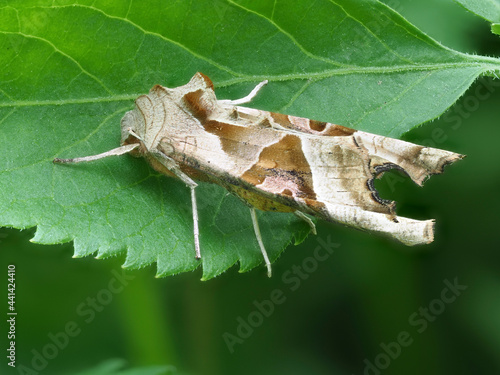 Achateule (Phlogophora meticulosa) photo