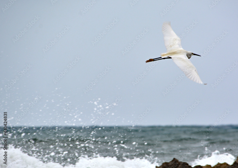 Fototapeta premium Silberreiher im Flug über der Küste 