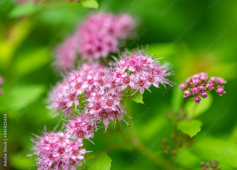 Clusters of pink Spirea japonica blooms Clusters of pink Spirea japonica blooms