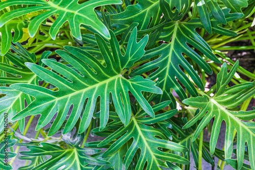 greenery leaves and natural lines on the leaves of the bush